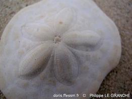 clypeaster_humilis-plg-img_9577