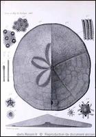 clypeaster_humilis-rda-img_12