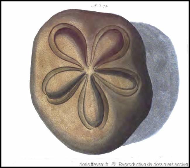 clypeaster_humilis-rda-img_13