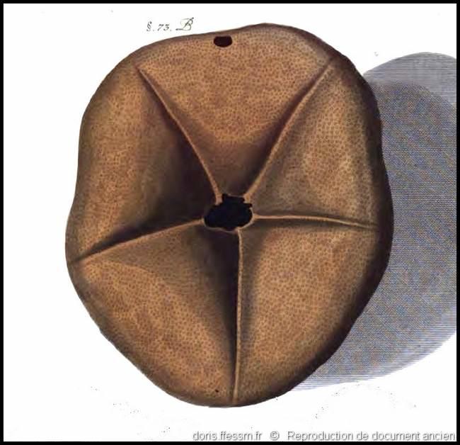 clypeaster_humilis-rda-img_14