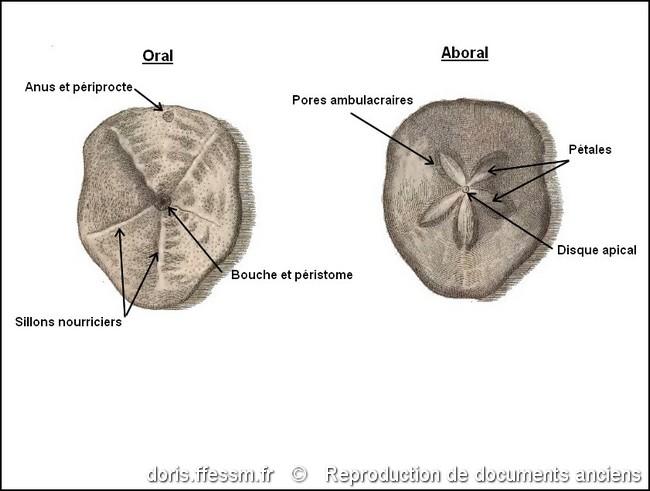 clypeaster_humilis-rda-img_3105