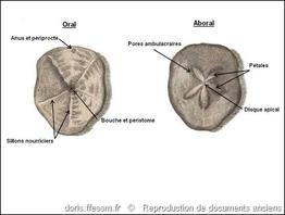 clypeaster_humilis-rda-img_3105