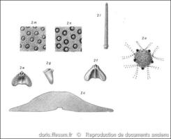 clypeaster_humilis-rda-img_3219