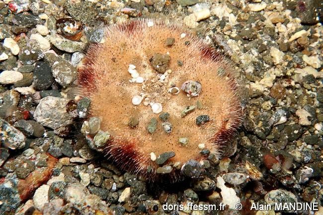clypeaster_reticulatus-alma-img_118 