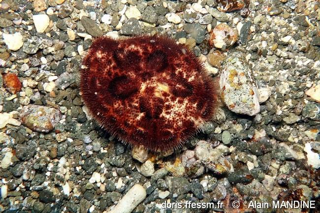 clypeaster_reticulatus-alma-img_125