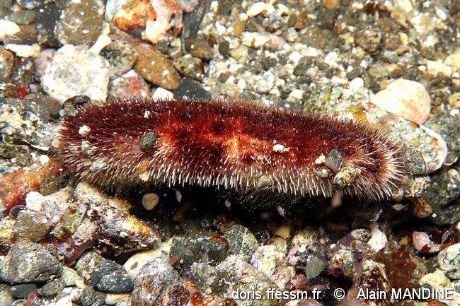 clypeaster_reticulatus-alma-img_134