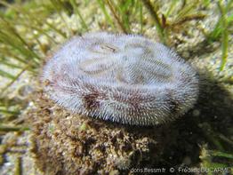 clypeaster_reticulatus-frdu-img_01