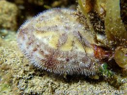 clypeaster_reticulatus-frdu-img_91019