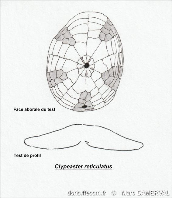 clypeaster_reticulatus-mada-img_01