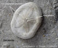 clypeaster_reticulatus-plg-img_1543