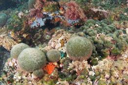 codium_bursa-vl2