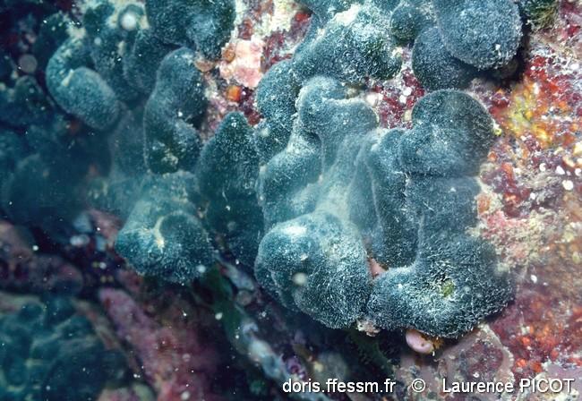 codium_adhaerens-lapi-img_041