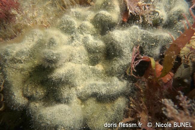 codium_adhaerens-nibu-img_04