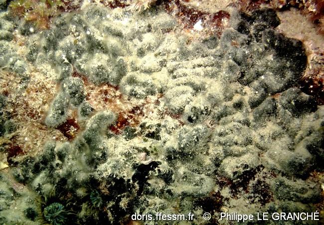 codium_adhaerens-plg-img_3127