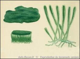 codium_adhaerens-rda-img_350