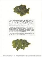 codium_adhaerens-rda-img_403