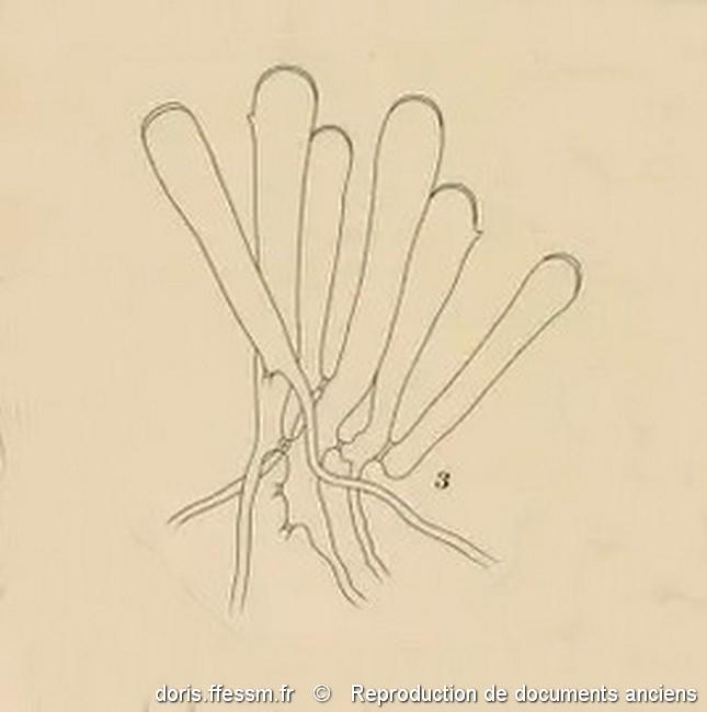 codium_adhaerens-rda-img_4655