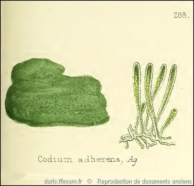 codium_adhaerens-rda-img_630