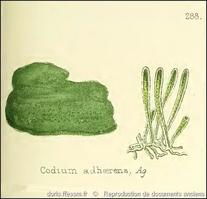 codium_adhaerens-rda-img_630