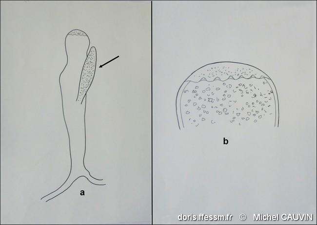 codium_adhaerens_utricule-mica-img_40629
