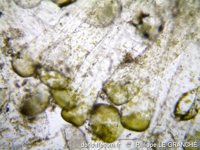 codium_adhaerens_utricules_x100-plg-img_60921