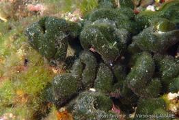 codium_coralloides-4vl