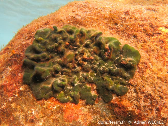 Codium entrelacé