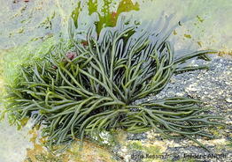 codium_tomentosum-fran-img_43