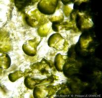 codium_tomentosum-plg-img_02_x100