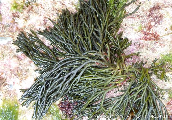 Codium tomenteux