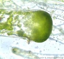 codium_tomentosum-plg-img_08