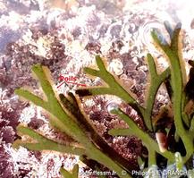 codium_tomentosum-plg-img_20019