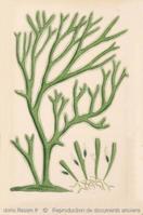 codium_tomentosum-rda-img_323