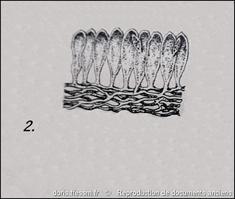codium_tomentosum-rda-img_332