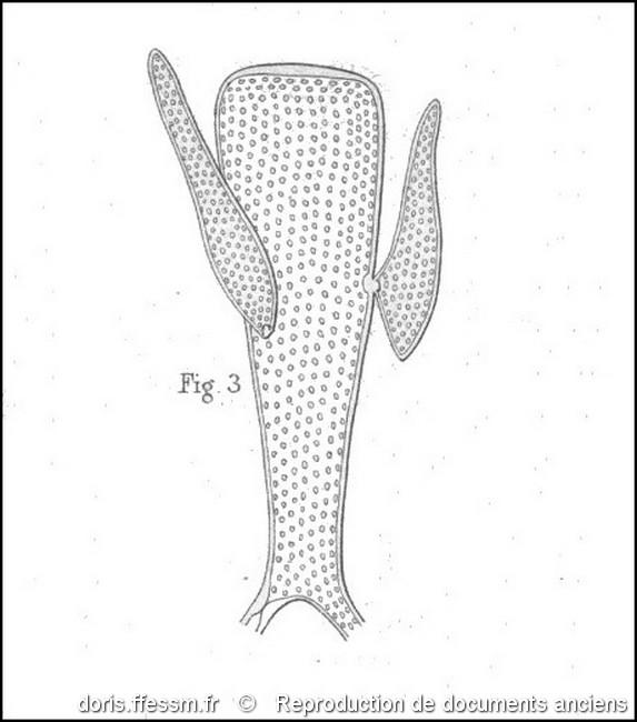 codium_tomentosum-rda-img_500