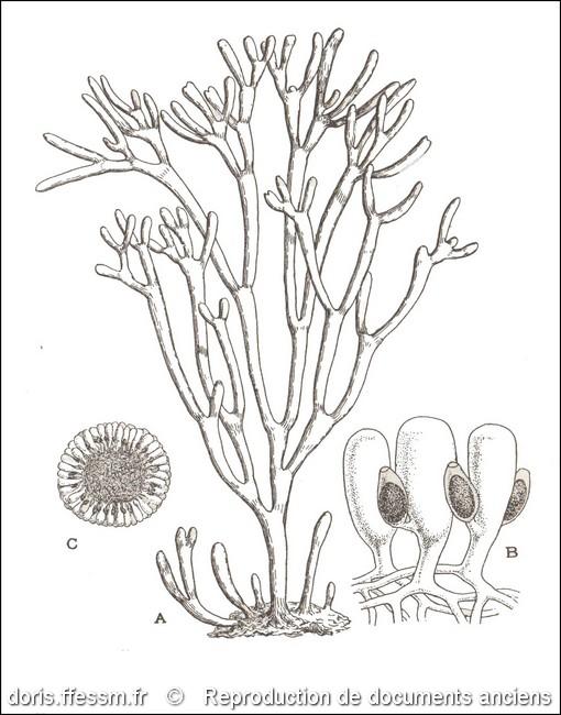 codium_tomentosum-rda-img_69