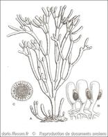 codium_tomentosum-rda-img_69