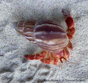 coenobita_perlatus-ct3