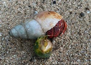 coenobita_perlatus-ev1
