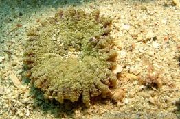 actinostella_flosculifera_ag1