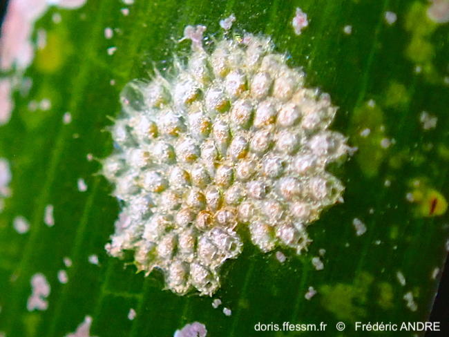 Collarina_balzaci-fran141