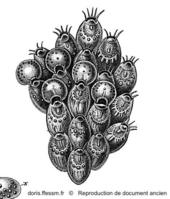 Collarina_balzaci-Savigny1826