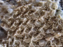 Collarina_denticulata-fran199