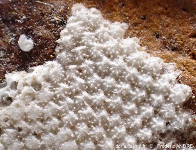 Collarina_denticulata-fran36