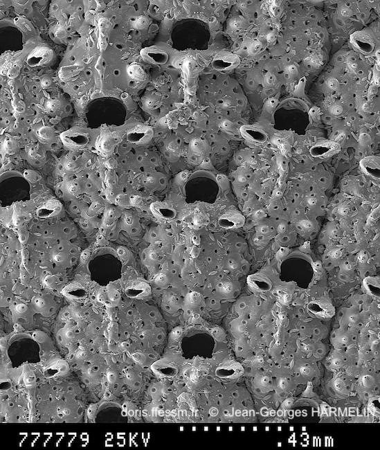 Collarina_denticulata-J-G-Harmelin2