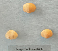 megerlia_truncata-fa5