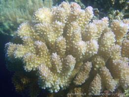 pocillopora_verrucosa-jms3