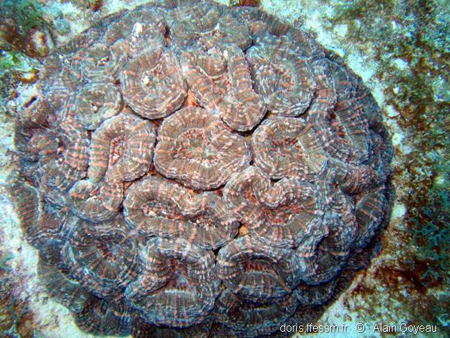 Corail fleur épineux