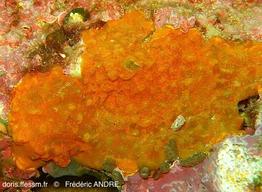 stephanotheca_monoecensis-fa49