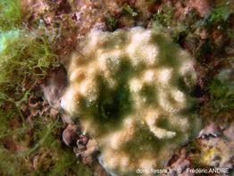 rhynchozoon_sp-fa57a